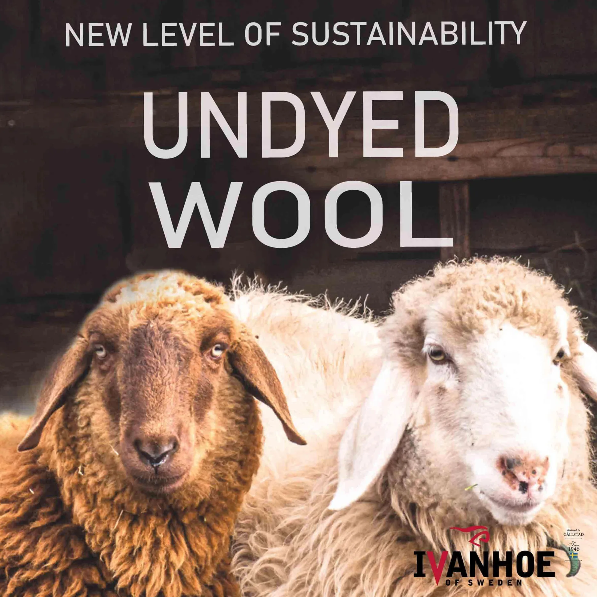 NLS Cherry Woman Birch