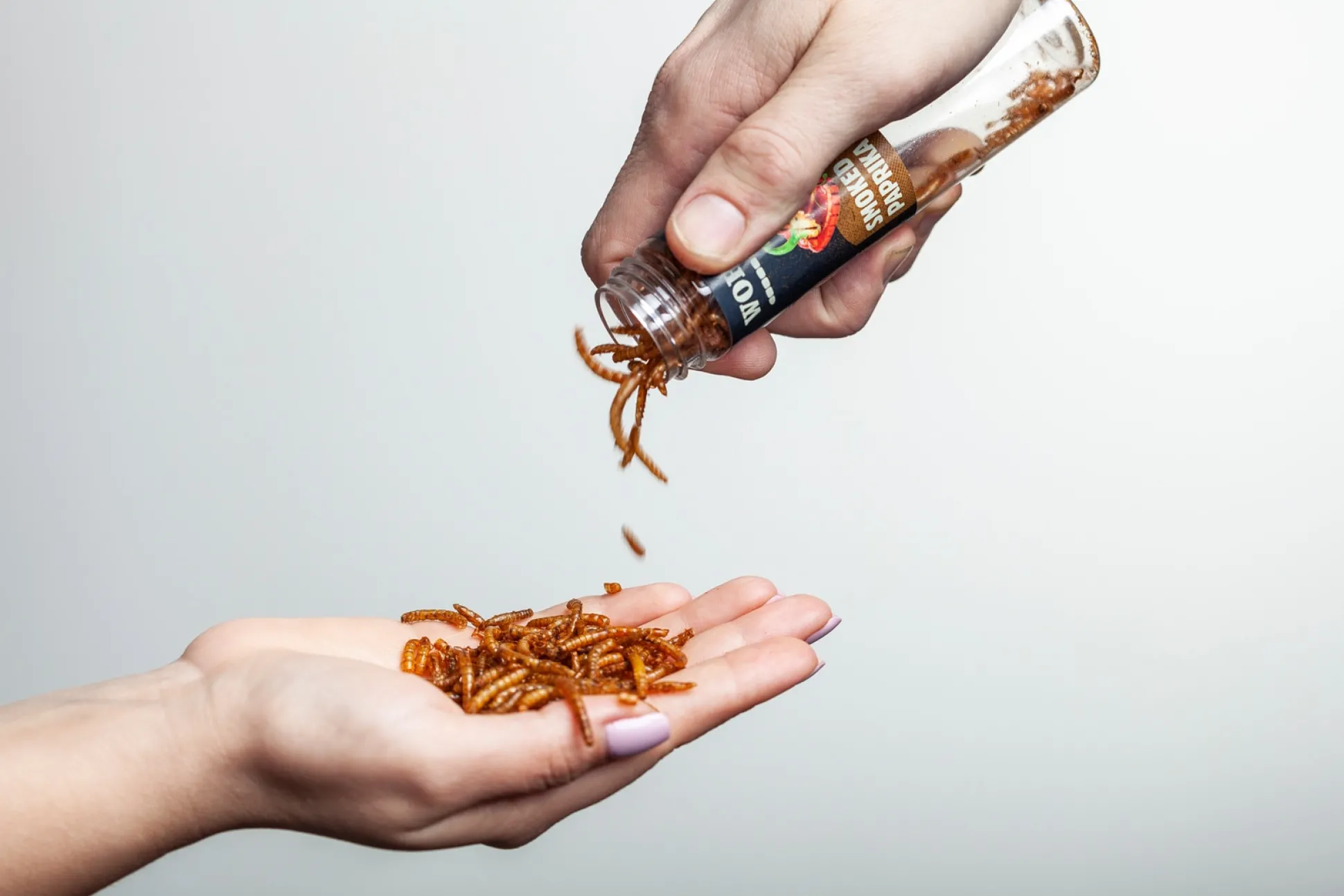 Würmer Chili Limette